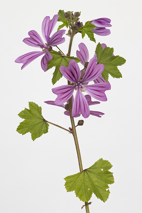 Une fleur tr&egrave;s commune cueillie et photographi&eacute;e pendant le confinement